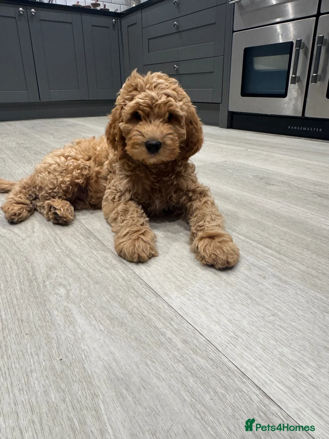 Goldendoodle dogs for sale: Outstanding Goldendoodles - Advert 2
