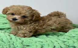 Maltipoo dogs for sale: Beautiful Toy Maltipoo Puppies - Image 12