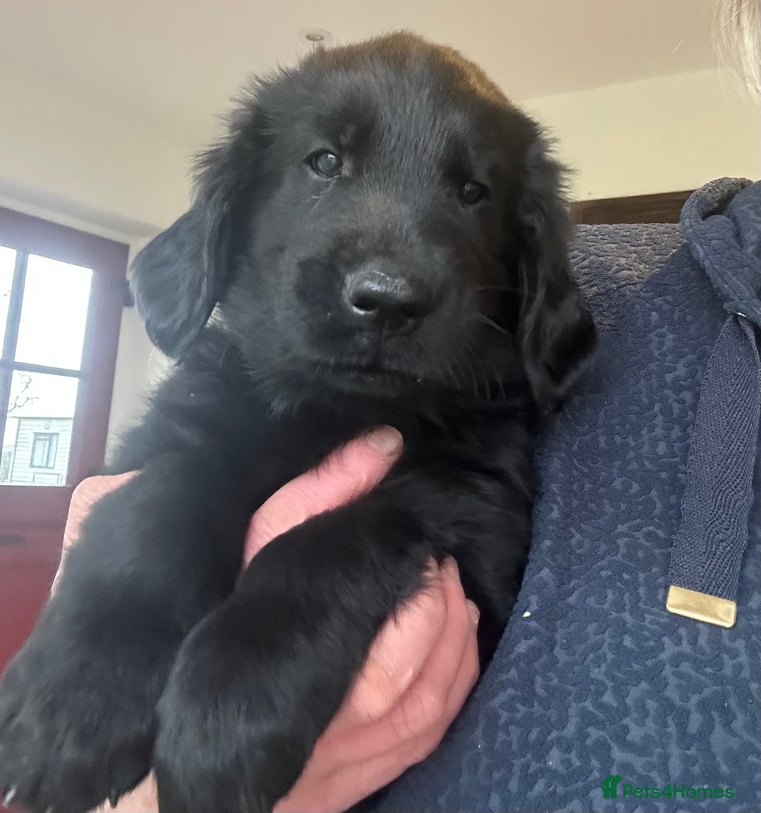 Flat coated Retriever dogs for sale: Flat coated x Golden Retriever puppies - Image 10