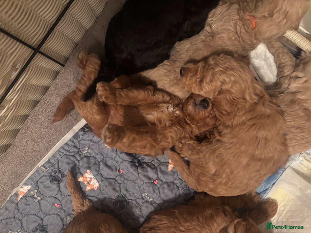 Toy Poodle dogs for sale: Toy poodle puppies *Ready for  ** * - Advert 24