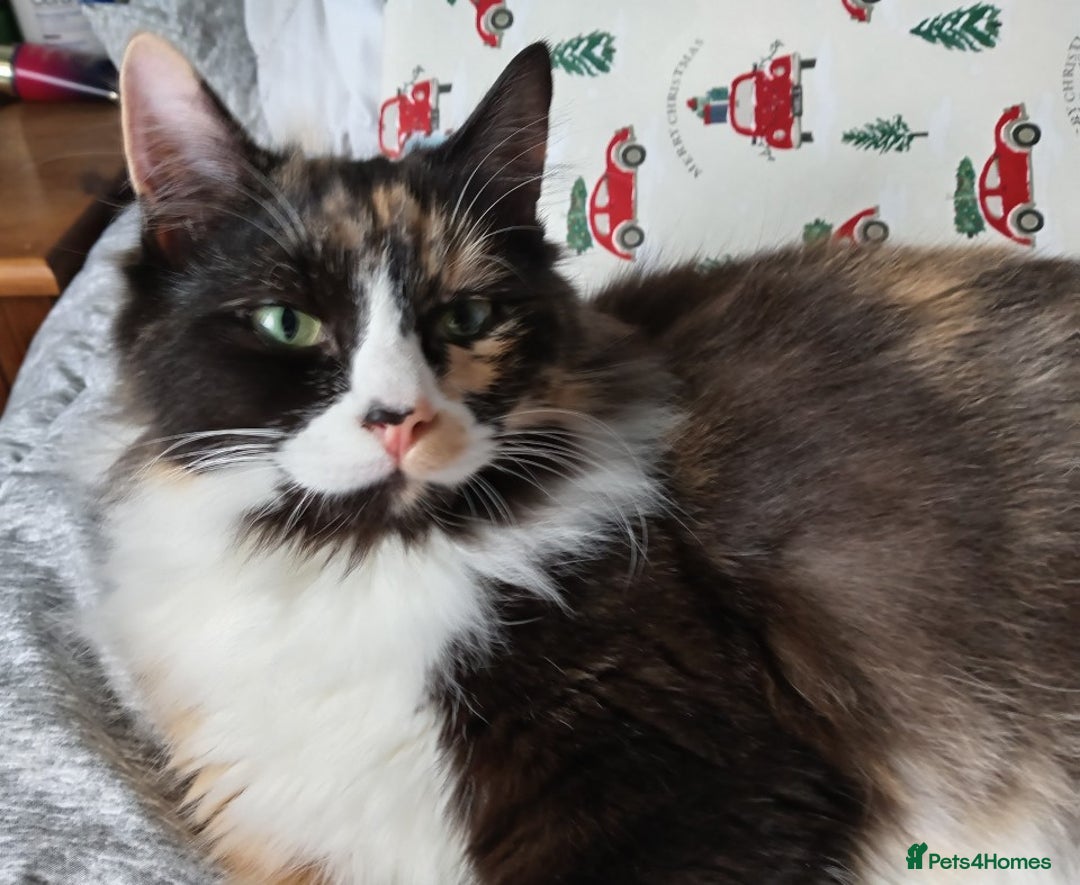 Ragdoll cats for sale: Stunning Ragdoll Calico Cross. Beautiful Markings. - Advert 7