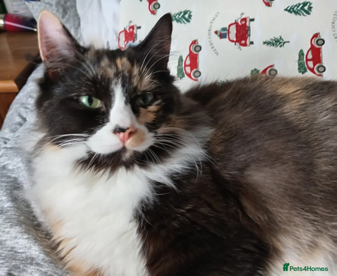 Ragdoll cats for sale: Stunning Ragdoll Calico Cross. Beautiful Markings. - Advert 7