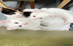 Turkish Angora cats for sale: Adorable 8-Week-Old Kittens Ready Now 🐾 - Image 1