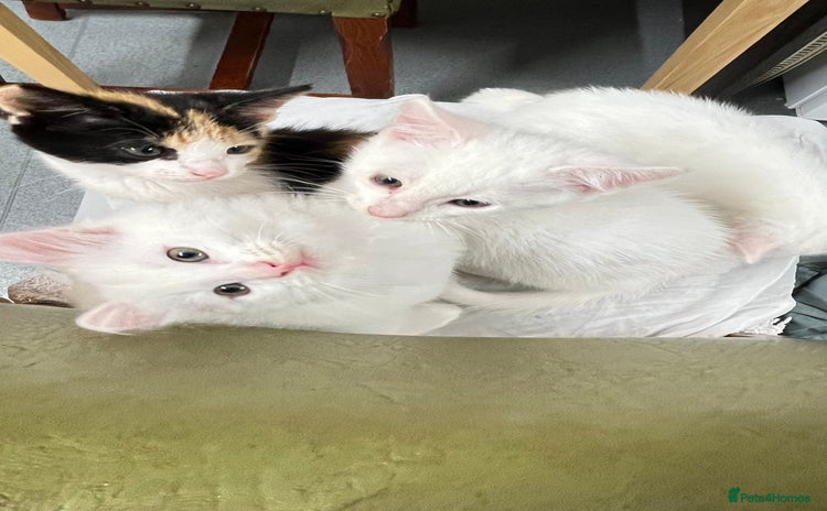 Turkish Angora cats - Advert 1
