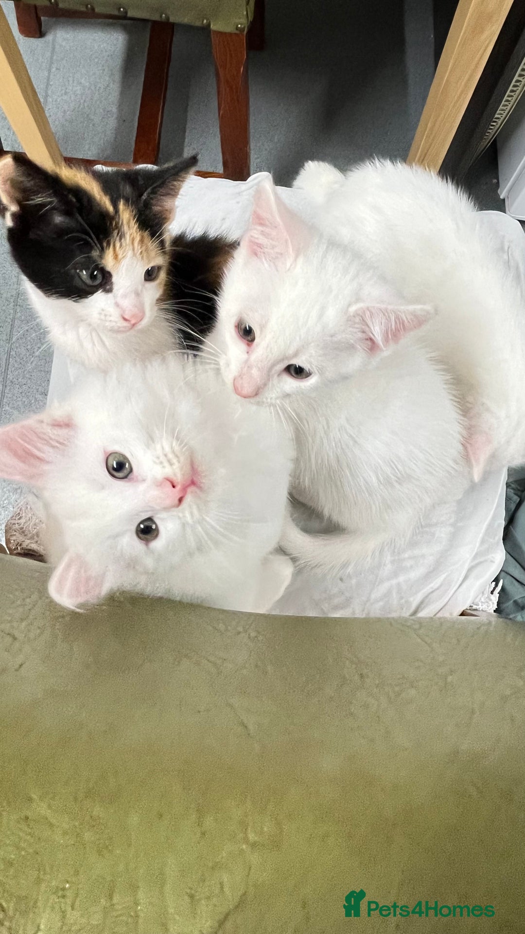 Turkish Angora cats for sale: Adorable 8-Week-Old Kittens Ready Now 🐾 - Image 1