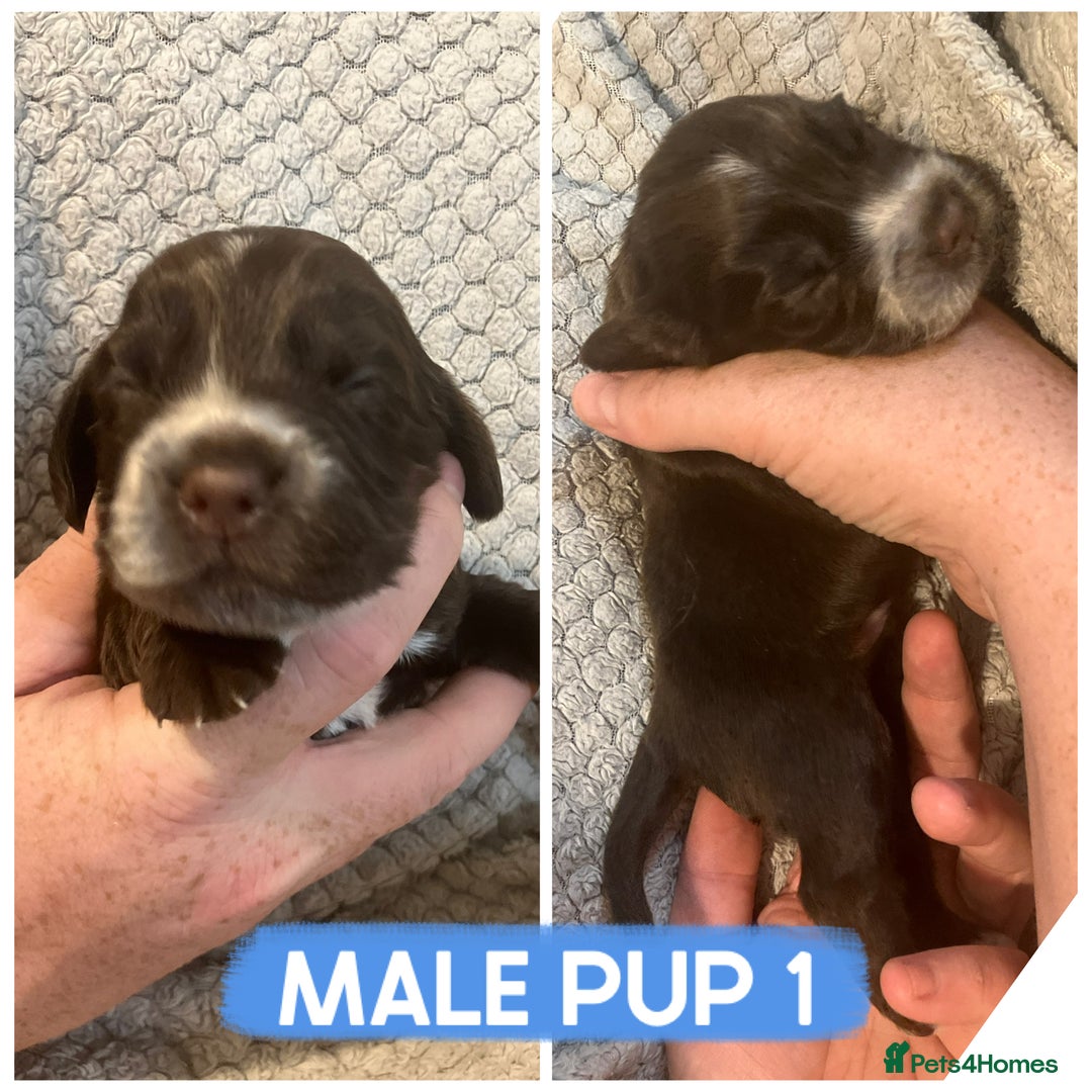 Cocker Spaniel dogs for sale: Cocker spaniel puppies  - Image 2