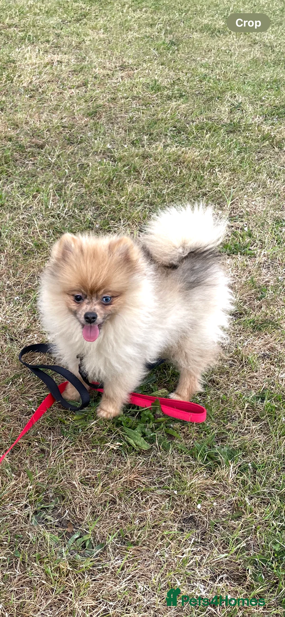 Pomeranian dogs for sale: Pomeranian puppies   - Advert 8