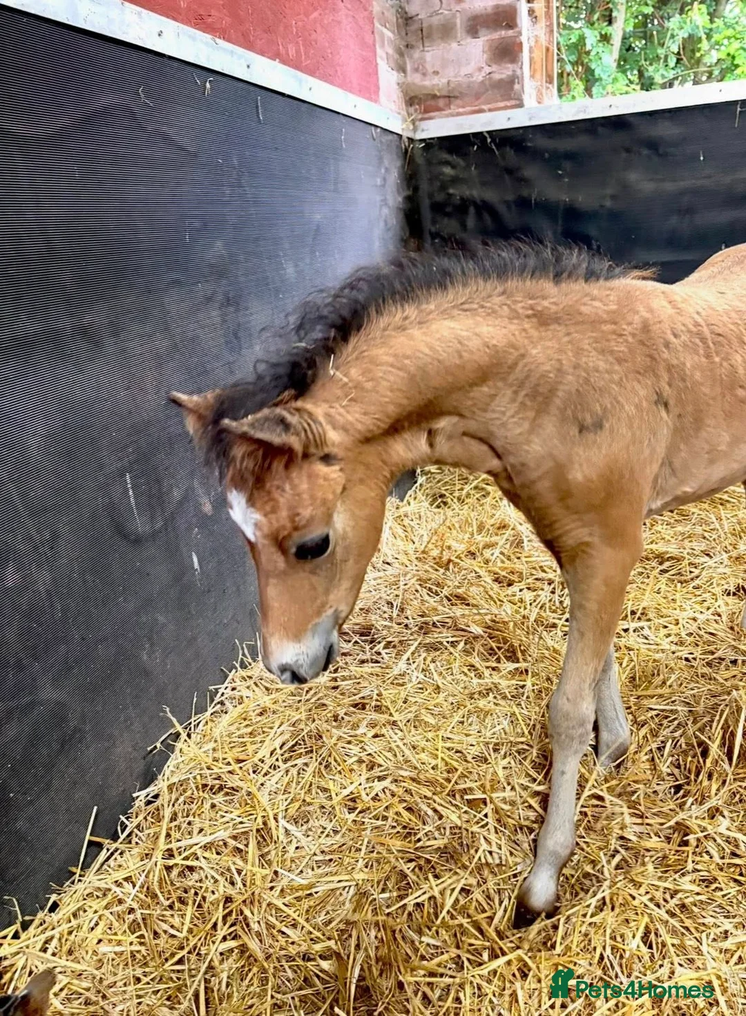 Miniature horses for sale: American Miniature Colt - Advert 3