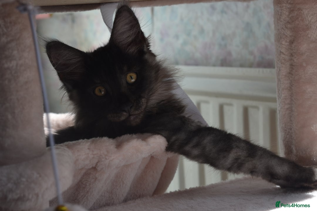 Maine Coon cats for sale: Tica Registered Maine Coon Kittens *ready now* - Image 14