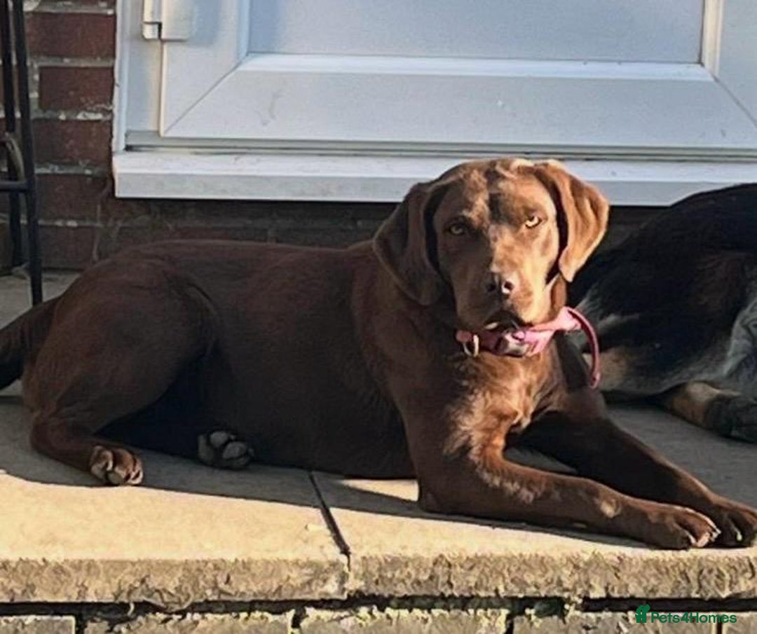 Labradoodle dogs for sale: Labradoodle Puppies (Miniature)  - Advert 17