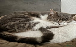 Domestic Shorthair cats for sale: Beautiful Leo  - Image 5