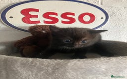 Mixed Breed cats for sale: 3 beautiful kittens  - Image 2