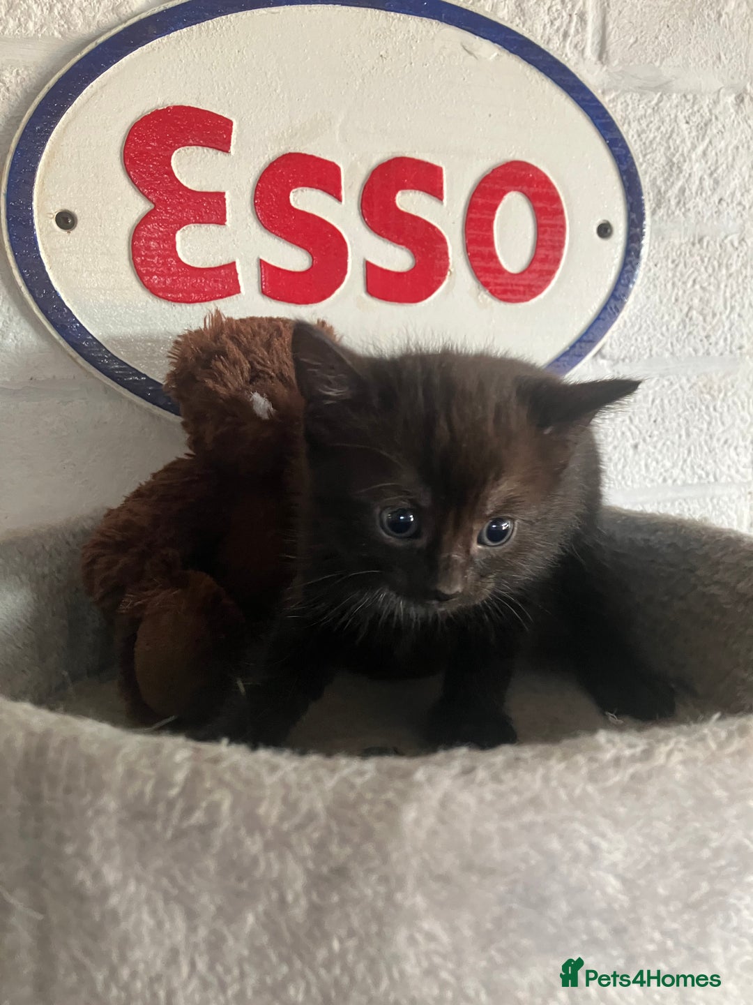 Mixed Breed cats for sale: 3 beautiful kittens  - Image 2