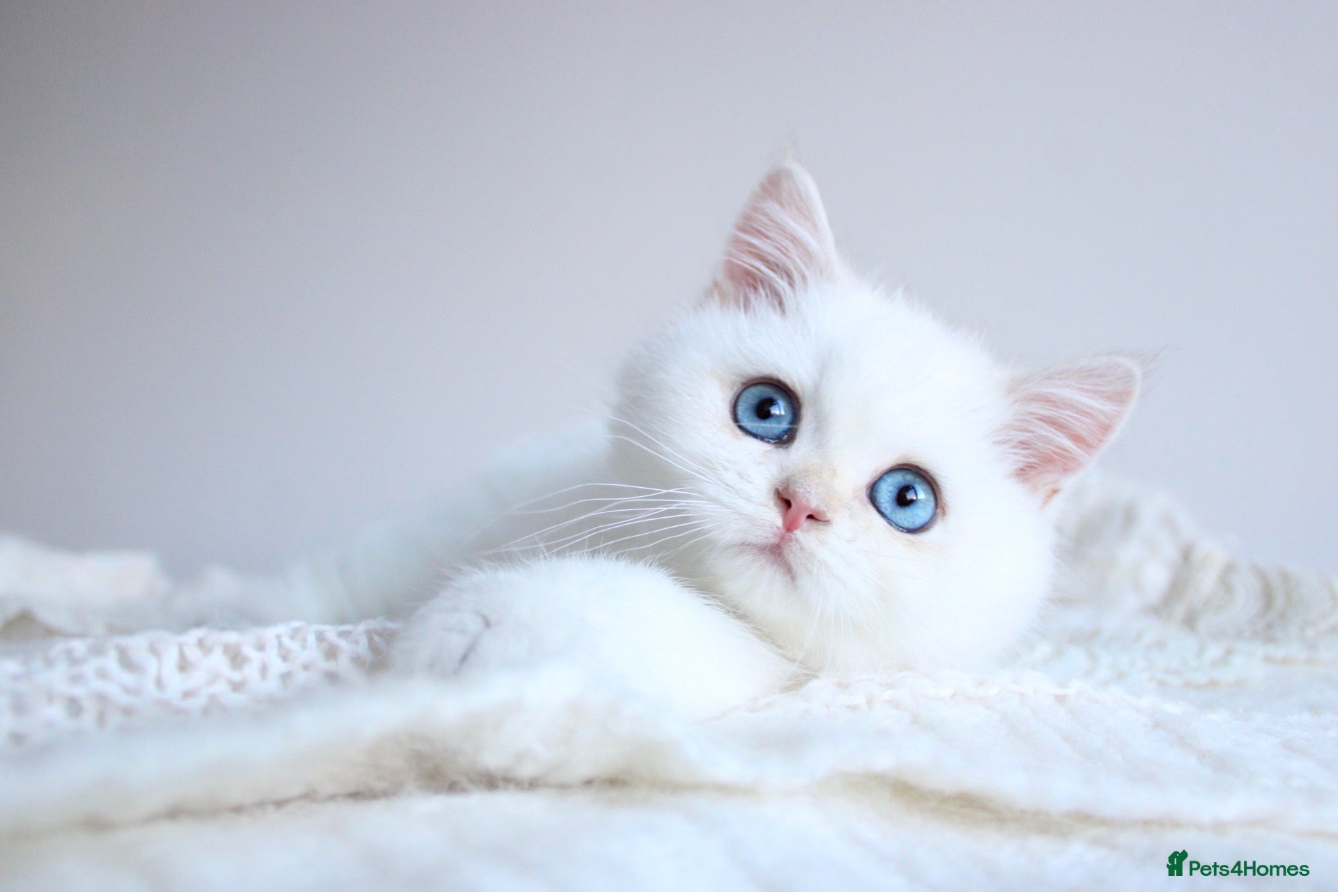 British Shorthair cats     Exclusive VivaFold Blue-Eyed Kittens - Advert 16