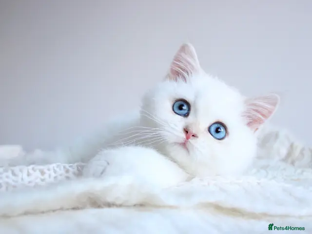 British Shorthair cats Exclusive VivaFold Blue-Eyed Kittens - Advert 16