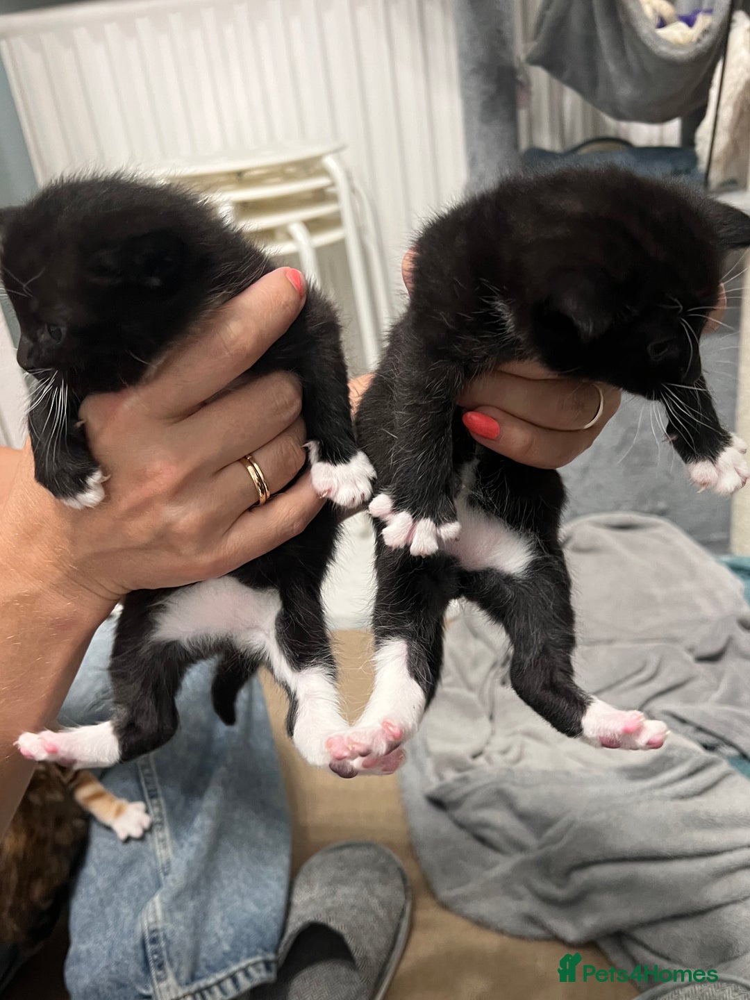 Mixed Breed cats for sale: 3 friendly kittens for sale - Image 16
