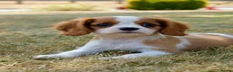 Cavalier King Charles Spaniel dogs for sale: ⭐️Cavalier King Charles puppies⭐️ - Advert 6