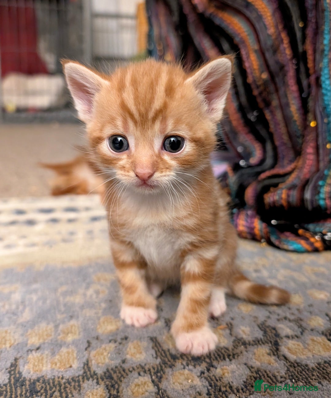 Mixed Breed cats for sale: Stunning kittens looking for loving forever homes - Advert 8