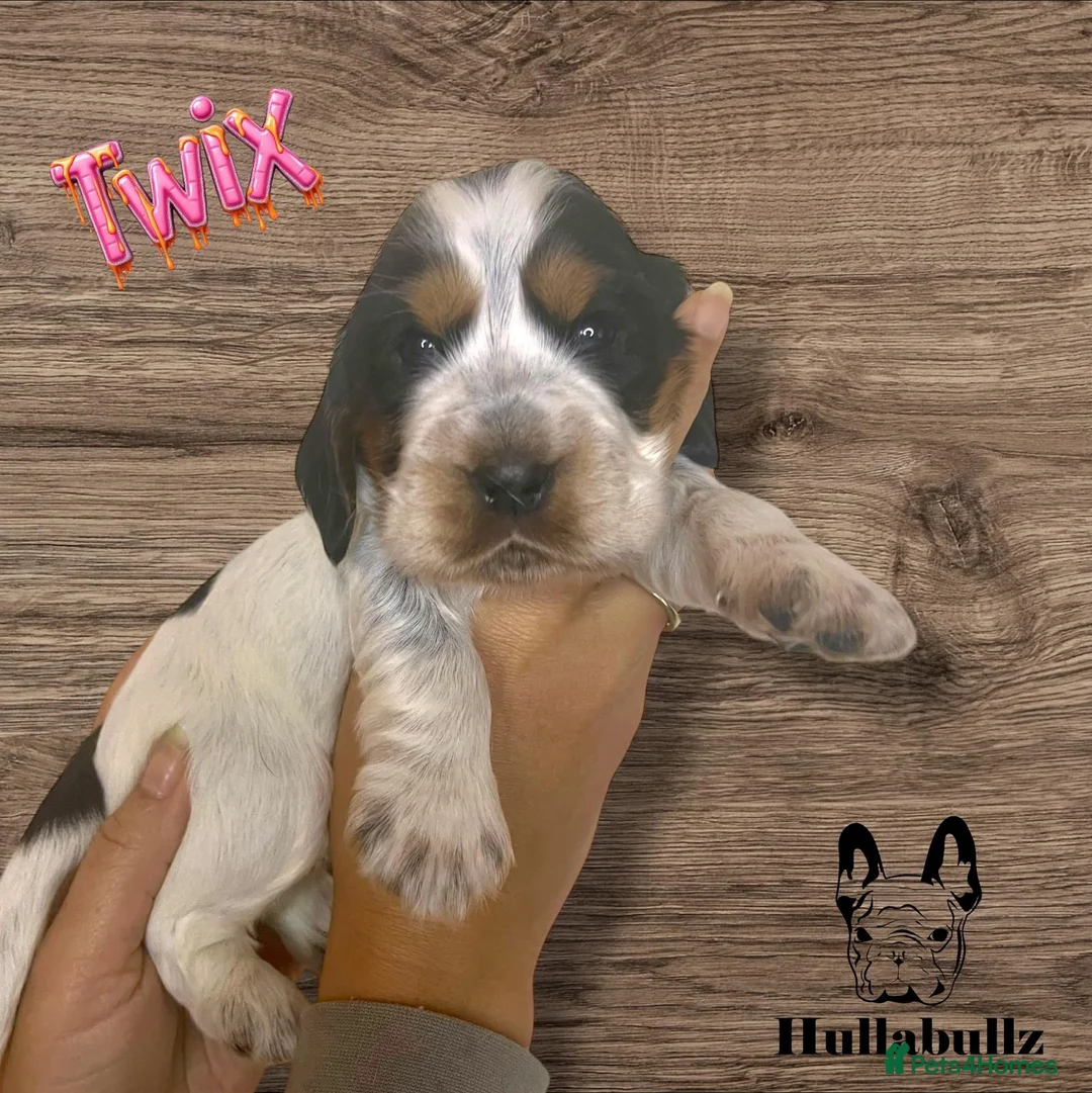 Cocker Spaniel dogs for stud: KC REG SHOW COCKER SPANIEL STUD in Gosport - Advert 40