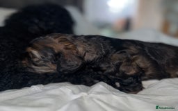 Cockapoo dogs for sale: black sable cockapoo girl  - Advert 35