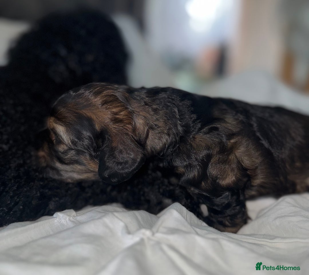 Cockapoo dogs for sale: black sable cockapoo girl  - Advert 35
