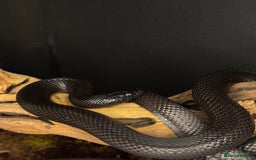 Snake reptiles for sale: Black Mexican King Snake Female - Image 2