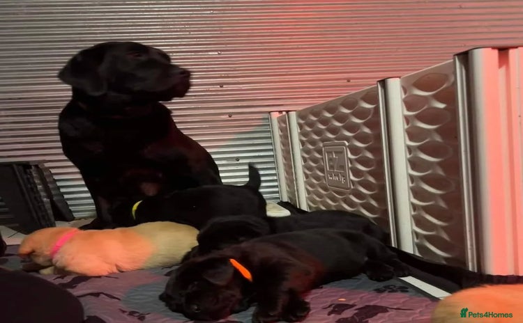Labrador Retriever dogs - Advert 1