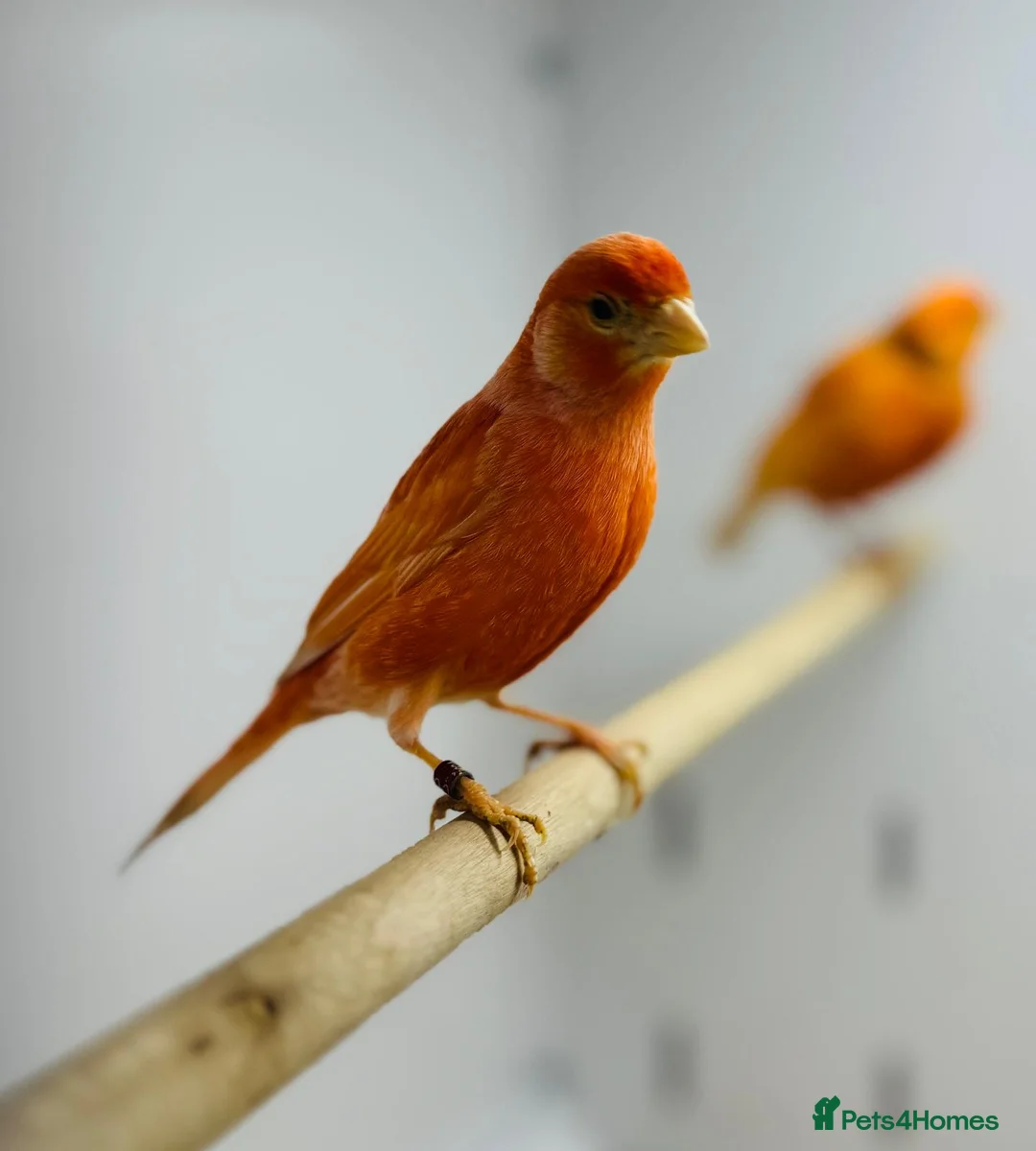 Canaries birds for sale: Red mosaic . Harlequin. Red factor - Advert 6