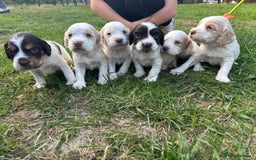 Cocker Spaniel dogs for sale: Gorgeous working cocker spaniel puppies  - Image 3