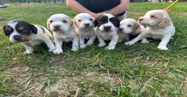 Cocker Spaniel dogs working cocker spaniel puppies ready to go now - Advert 15