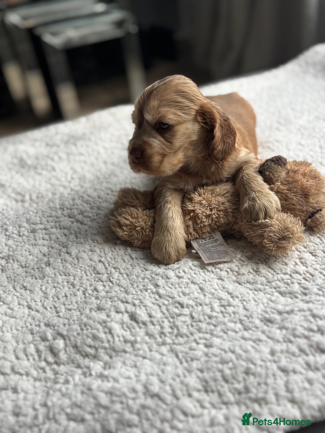 Cocker Spaniel dogs for sale: 🐾[Simbawood Lines]KC Show Cocker Spaniels🐾 - Advert 7