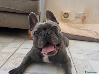 French Bulldog dogs Rehoming gorgeous French bulldog - Advert 1