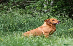 Labrador Retriever dogs for sale: Striking Fox Red Puppies  - Image 4