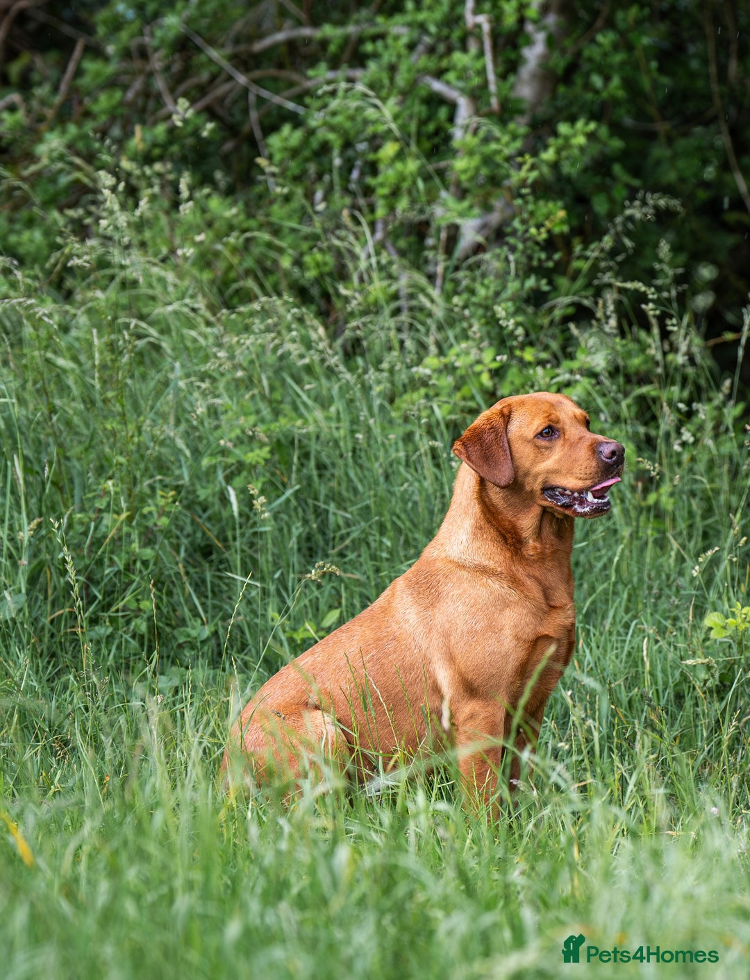 Labrador Retriever dogs for sale: Striking Fox Red Puppies  - Image 4