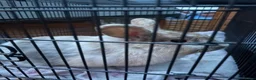 Lionhead rabbits for sale: Male Rabbit For Rehoming  in Derby - Advert 3