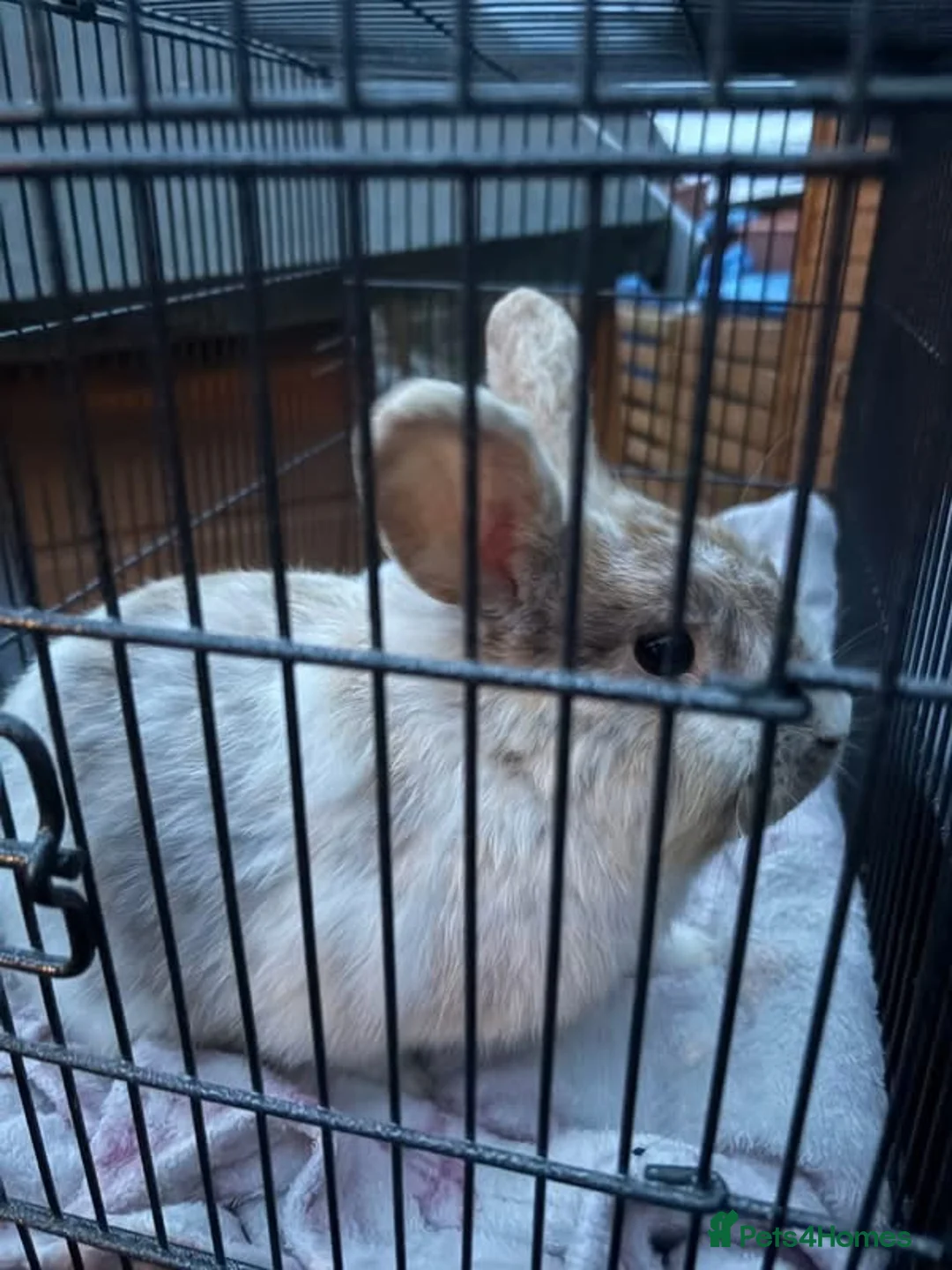 Lionhead rabbits for sale: Male Rabbit For Rehoming  in Derby - Advert 3