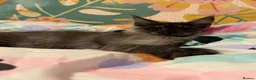 Maine Coon cats for sale: 🐾Beautiful Black Smoke Maine Coon Girl 🐾 - Advert 8
