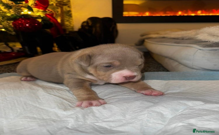 American Bully dogs - Advert 9