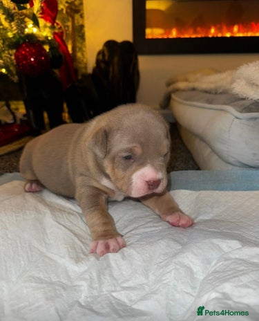 American Bully dogs - Advert 1