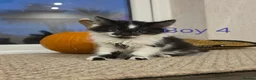Mixed Breed cats for sale: ​🐾 6 Beautiful Kittens ready to go 💙🩷 - Advert 34