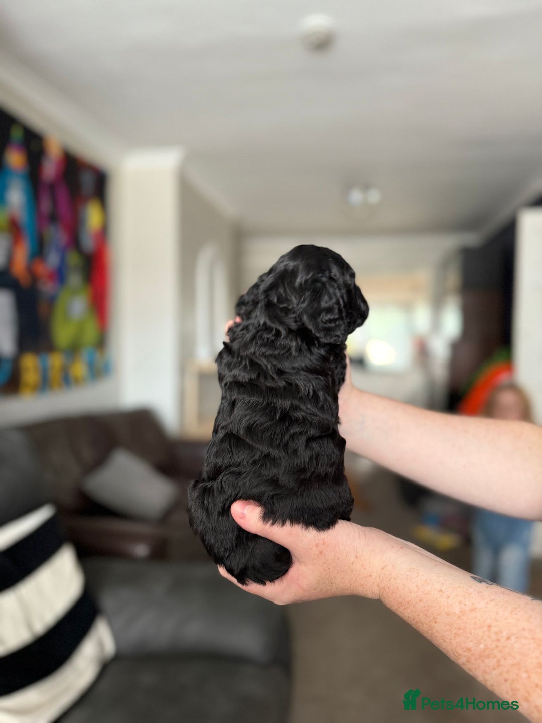 Cockapoo dogs for sale: Last boy for sale - Image 2