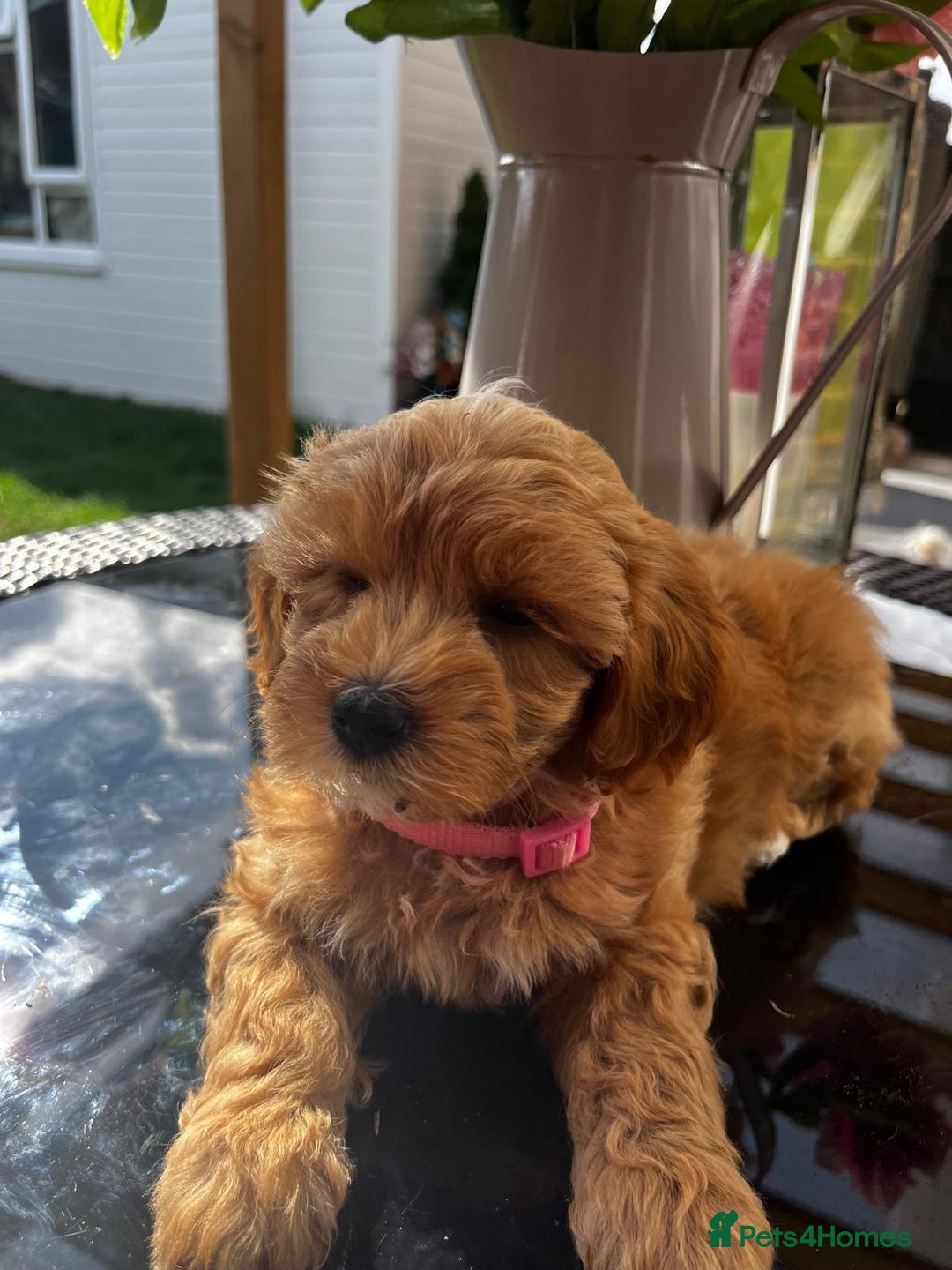 Maltipoo dogs for sale: Adorable Maltipoo  - Image 8