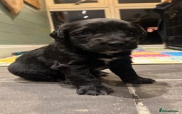 Mixed Breed dogs for sale: Cockerspaniel x Huntaway ready for Christmas!!  - Advert 1