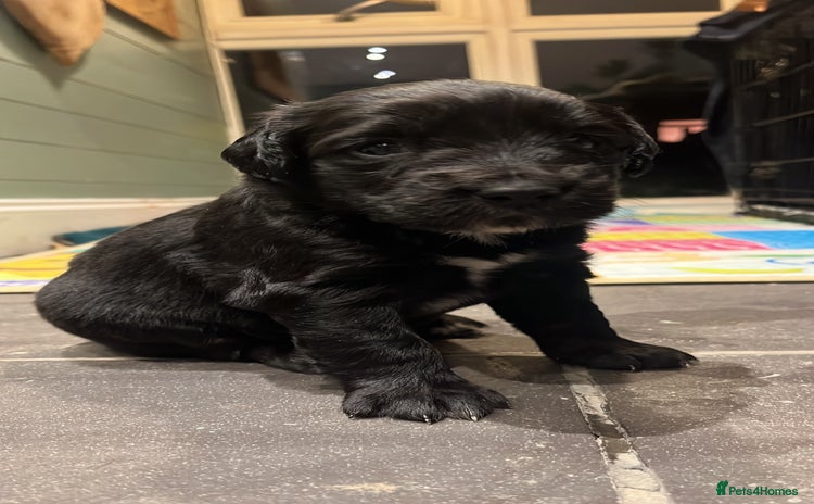 Mixed Breed dogs Cockerspaniel x Huntaway ready for Christmas!!  - Advert 3