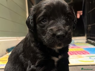 Mixed Breed dogs Cockerspaniel x Huntaway ready for Christmas!! - Advert 4