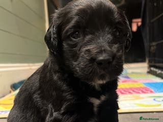 Mixed Breed dogs Cockerspaniel x Labrador ** !! - Advert 6