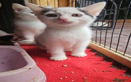 Mixed Breed cats for sale:  🐾 Adorable Kittens Ready for Loving Homes 🐾 - Image 7