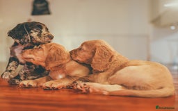 Cocker Spaniel dogs for sale: ONE LEFT - Ready to go - Beautiful Family-Raised - Image 3