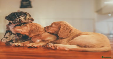 Cocker Spaniel dogs - Advert 1