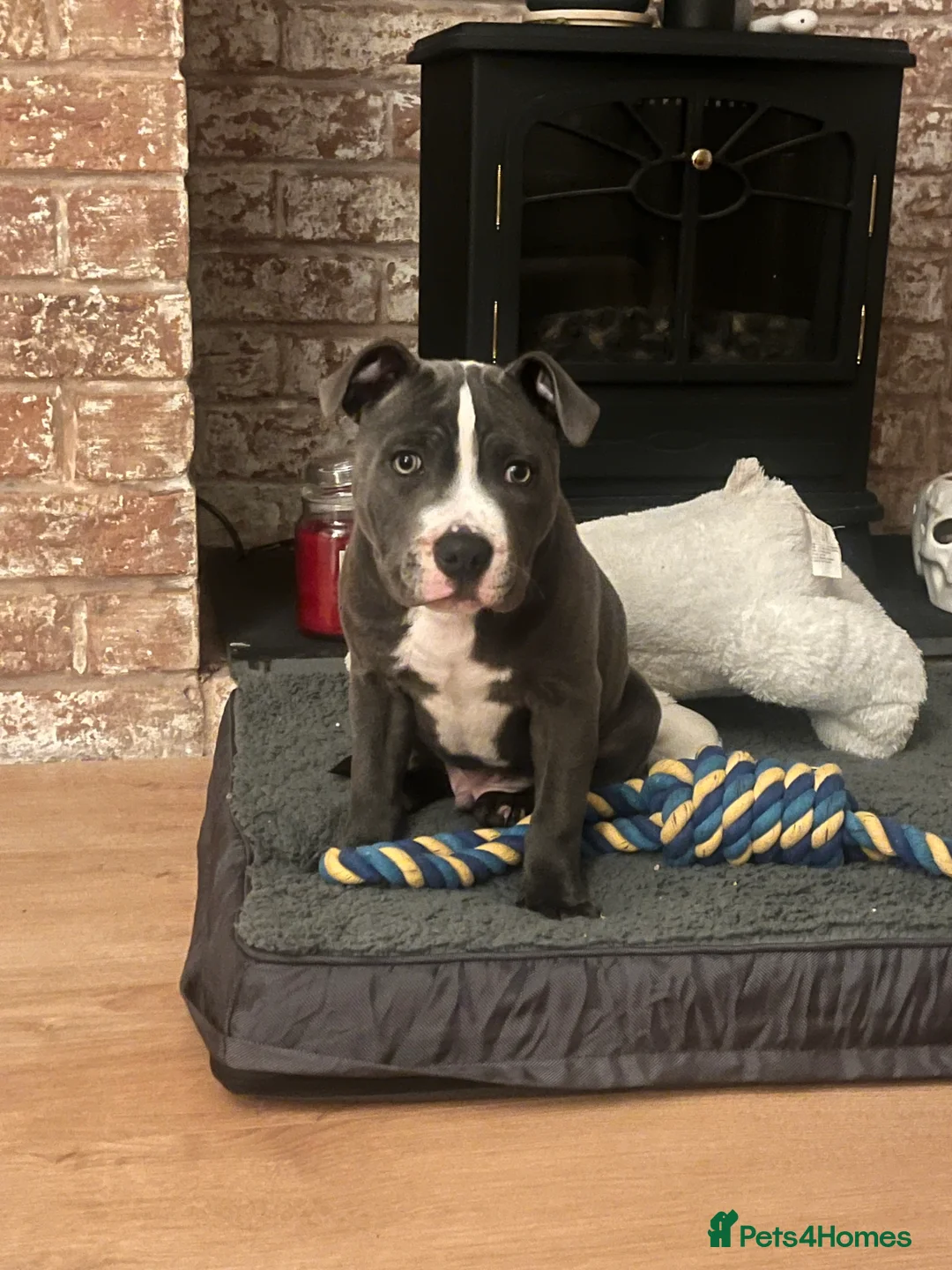 Staffordshire Bull Terrier dogs for sale: Blue Boy Staffy for Sale - Advert 1